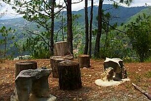 fallen trees with mountain in the background